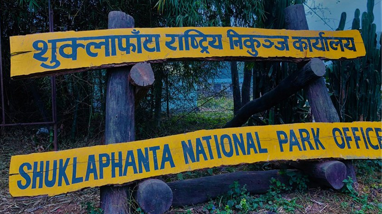 शुक्लाफाँटामा सुनौलो तोप चराको गणना सुरु